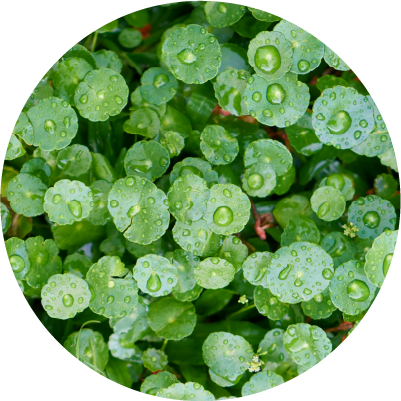 CICA - Centella Asiatica Extract