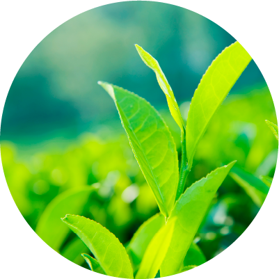 Green Tea - Camellia Sinensis Leaf Extract