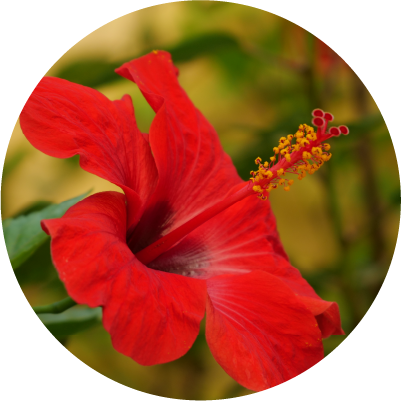 Hibiscus Extract