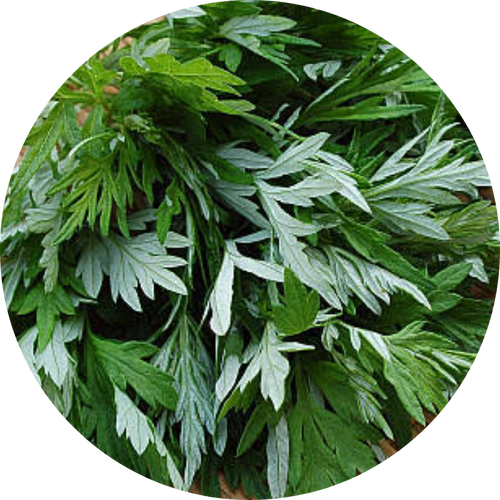 Mugwort Extract
