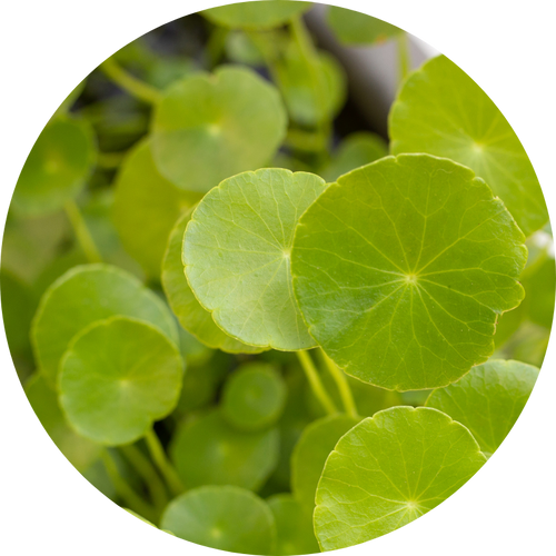 Vegan PDRN (Sodium DNA)